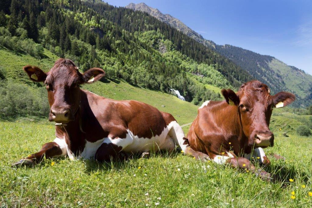 Appartamento Neuhaushof Hollersbach im Pinzgau Esterno foto